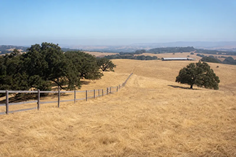 Golden summer hills and coast live oaks in southern Sonoma County near Petaluma